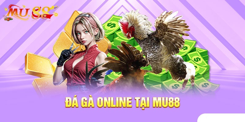 Tại đá gà online Mu88, người chơi được thoải mái đặt cược vào các chiến kê mà bạn tin tưởng.