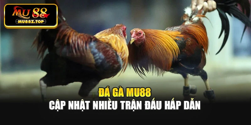 Đá gà MU88 cập nhật nhiều trận đấu hấp dẫn