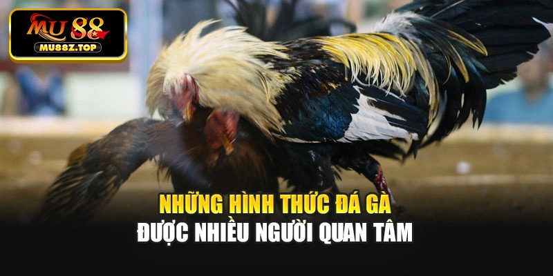 Những hình thức đá gà được nhiều người quan tâm