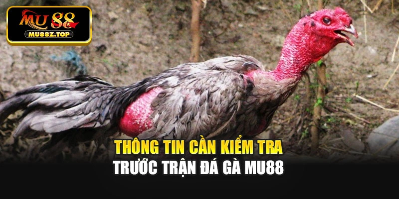 Thông tin cần kiểm tra trước trận đá gà MU88